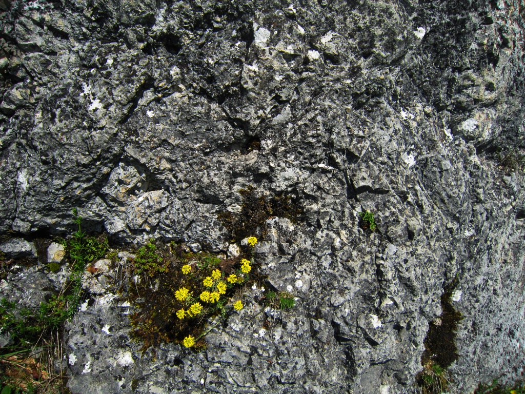 Rock and Yellow Flowers