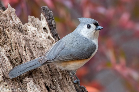 Tufted Titmouse