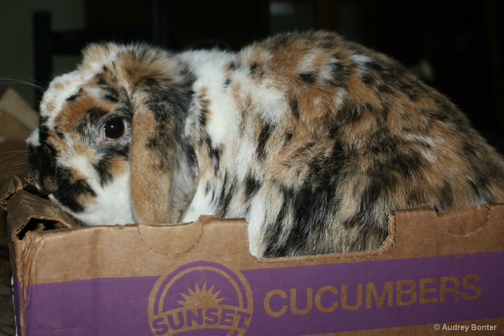 Box of Bunny