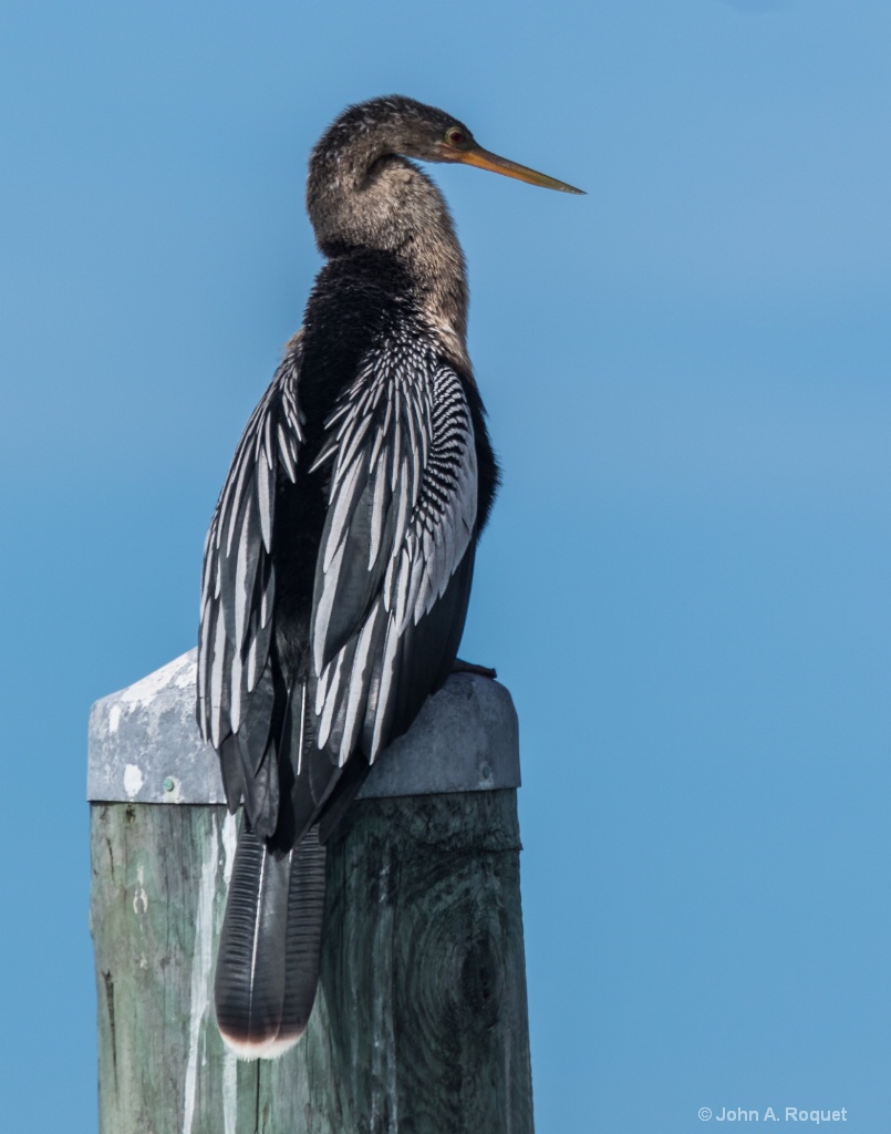 IMGL2488 Anhinga - ID: 15514815 © John A. Roquet