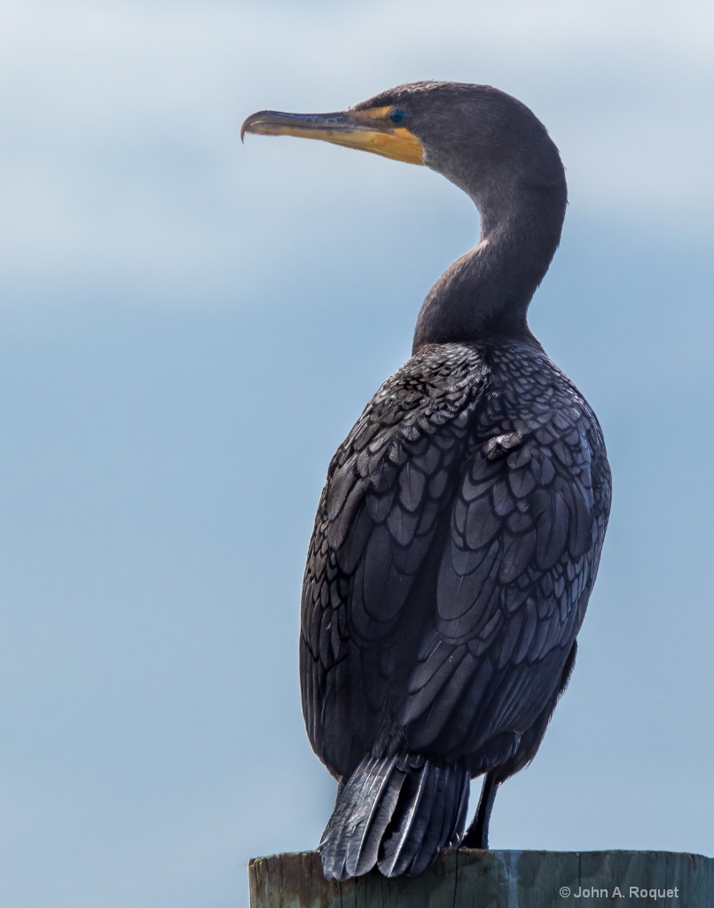 IMGL2495 Double Crested Cormorant  - ID: 15514816 © John A. Roquet