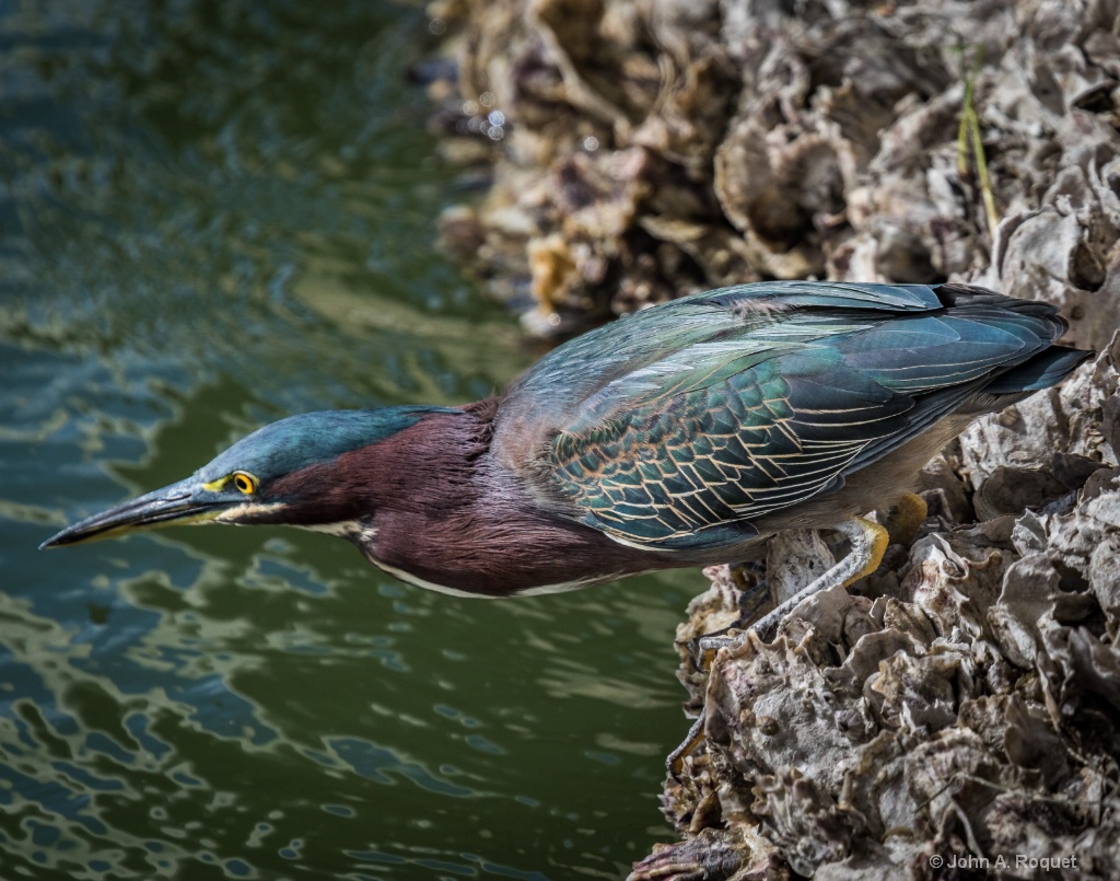 IMGL2503 Green Heron  - ID: 15514817 © John A. Roquet