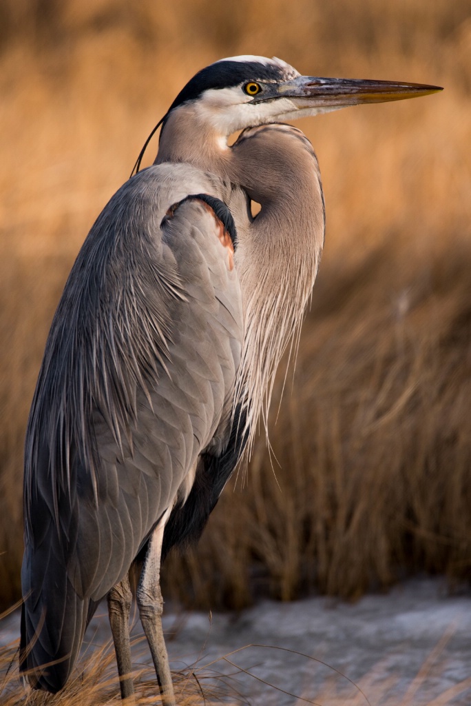 Great Blue Heron 4