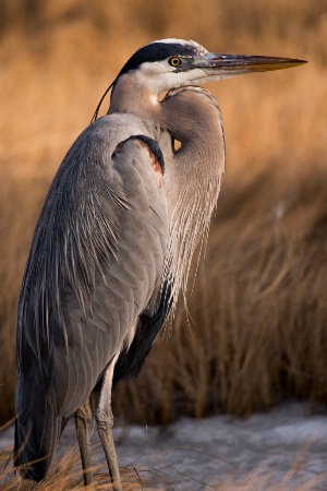 Great Blue Heron 4