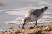 Plover with Lunch