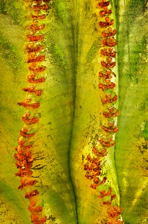 Cactus Macro