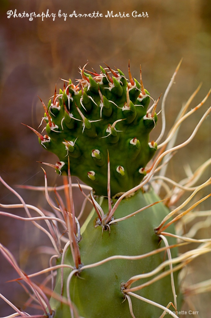 Cactus exquisite