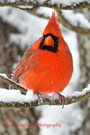 Male Cardinal, N. Carolina