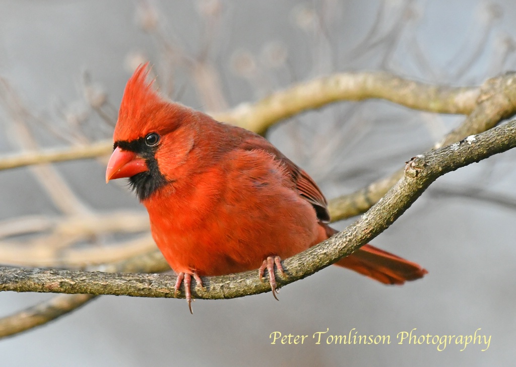 Male Cardinal, N. Carolina