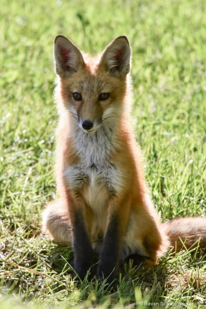 Red Tail Fox - ID: 15515040 © Raven Schwan-Noble