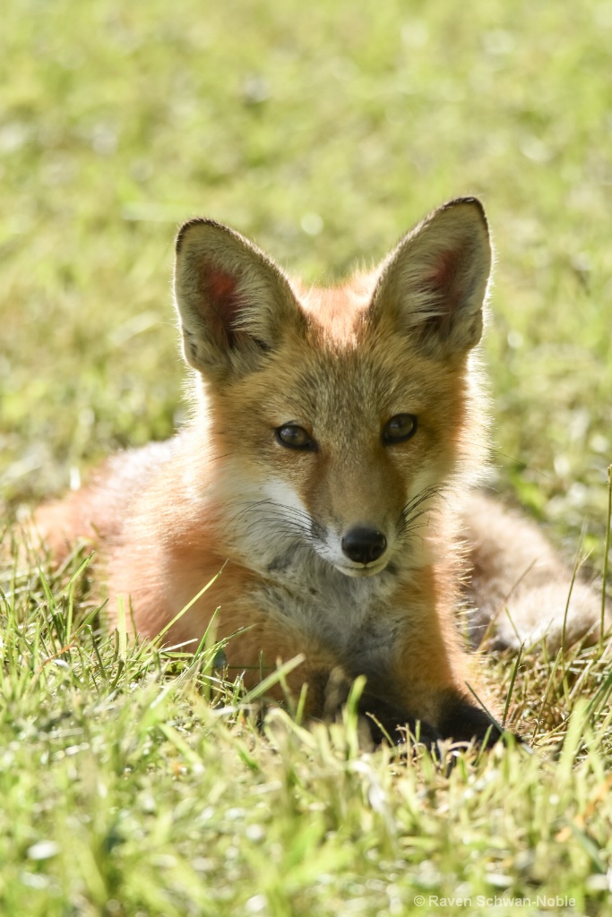 Red Tail Fox kit - ID: 15515041 © Raven Schwan-Noble