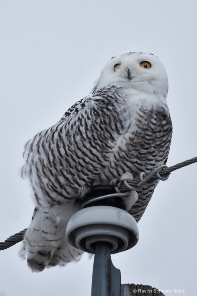 Snowy Owl Sentry - ID: 15515044 © Raven Schwan-Noble