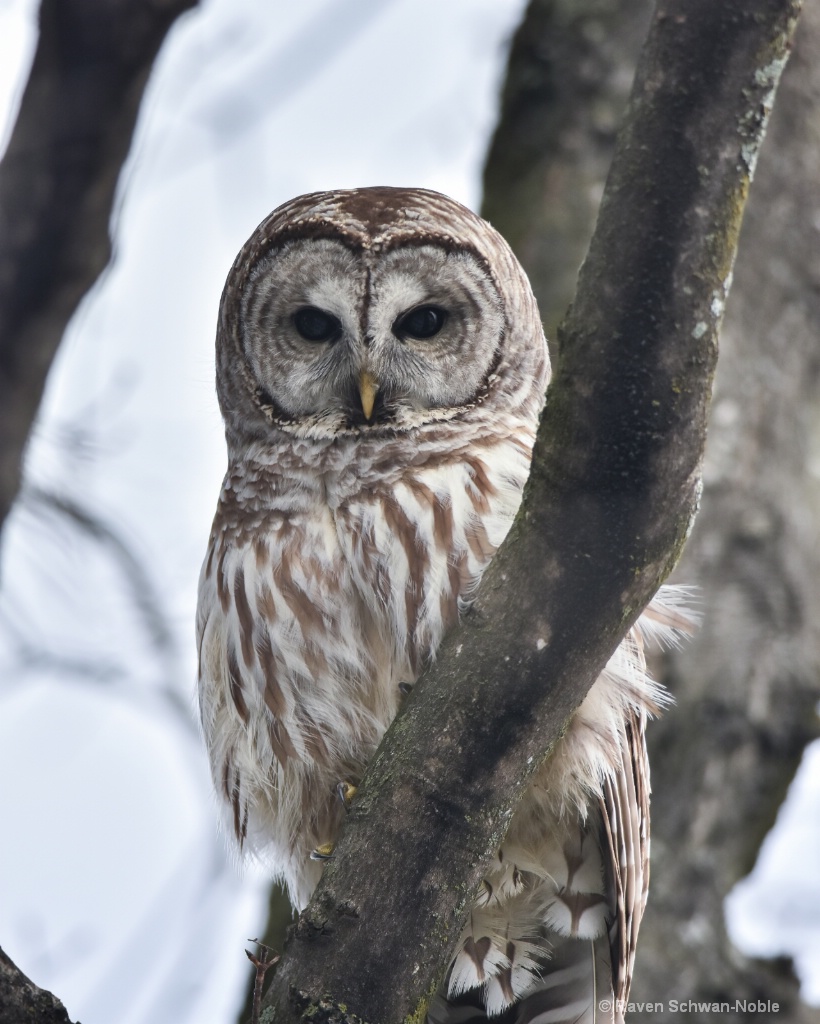 Barred Owl~ Heart Feather - ID: 15515046 © Raven Schwan-Noble