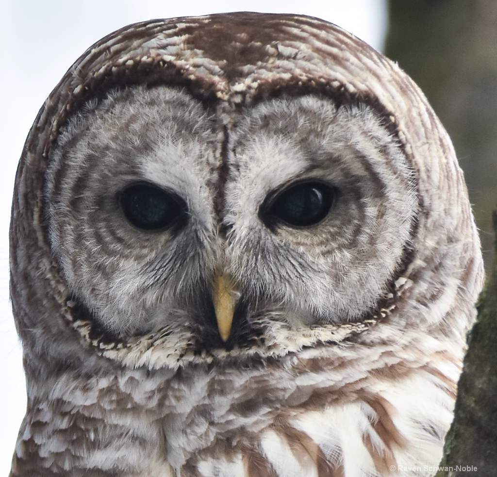 Barred Owl Staredown - ID: 15515047 © Raven Schwan-Noble
