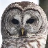 Barred Owl Staredown - ID: 15515047 © Raven Schwan-Noble