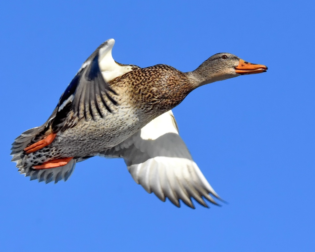 The Graceful Mallard Hen