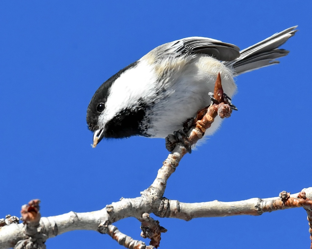 Black-capped Chickadee