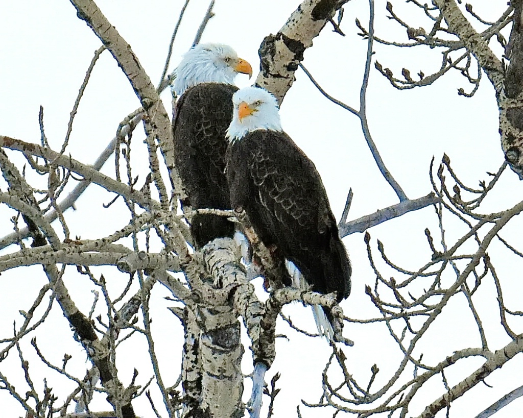 Mom and Dad Bald Eagles