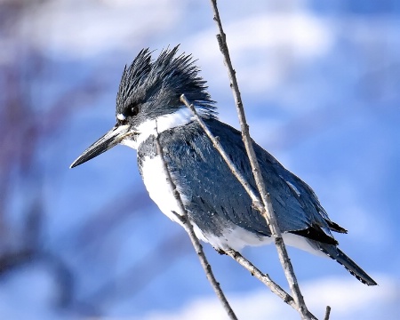 Belted Kingfisher