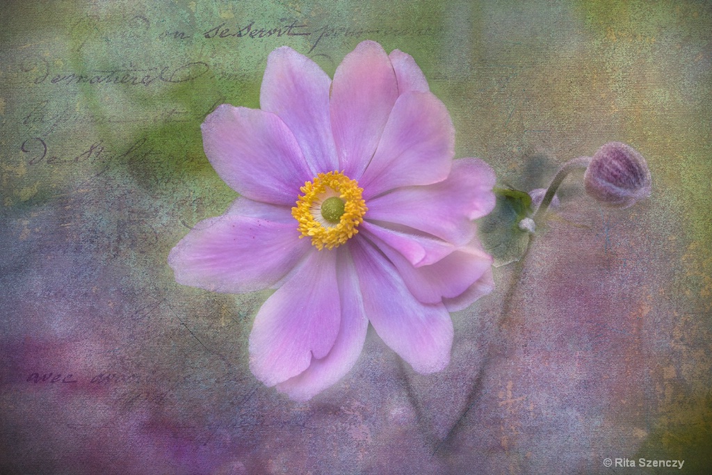 Japanese anemone