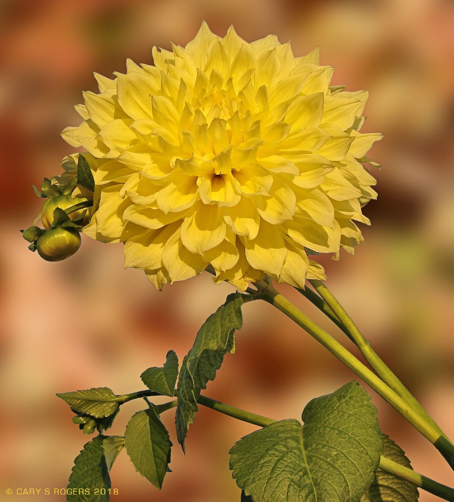 Golden Dahlia