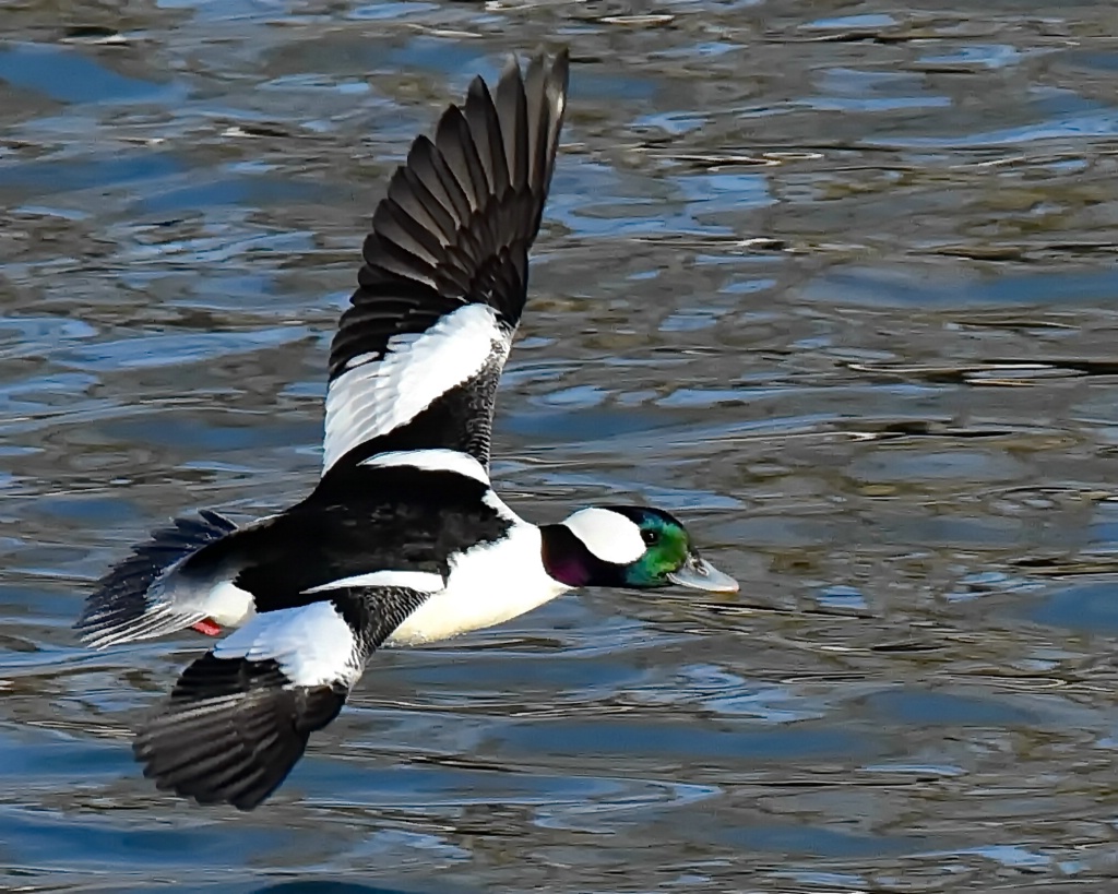 Bufflehead Drake