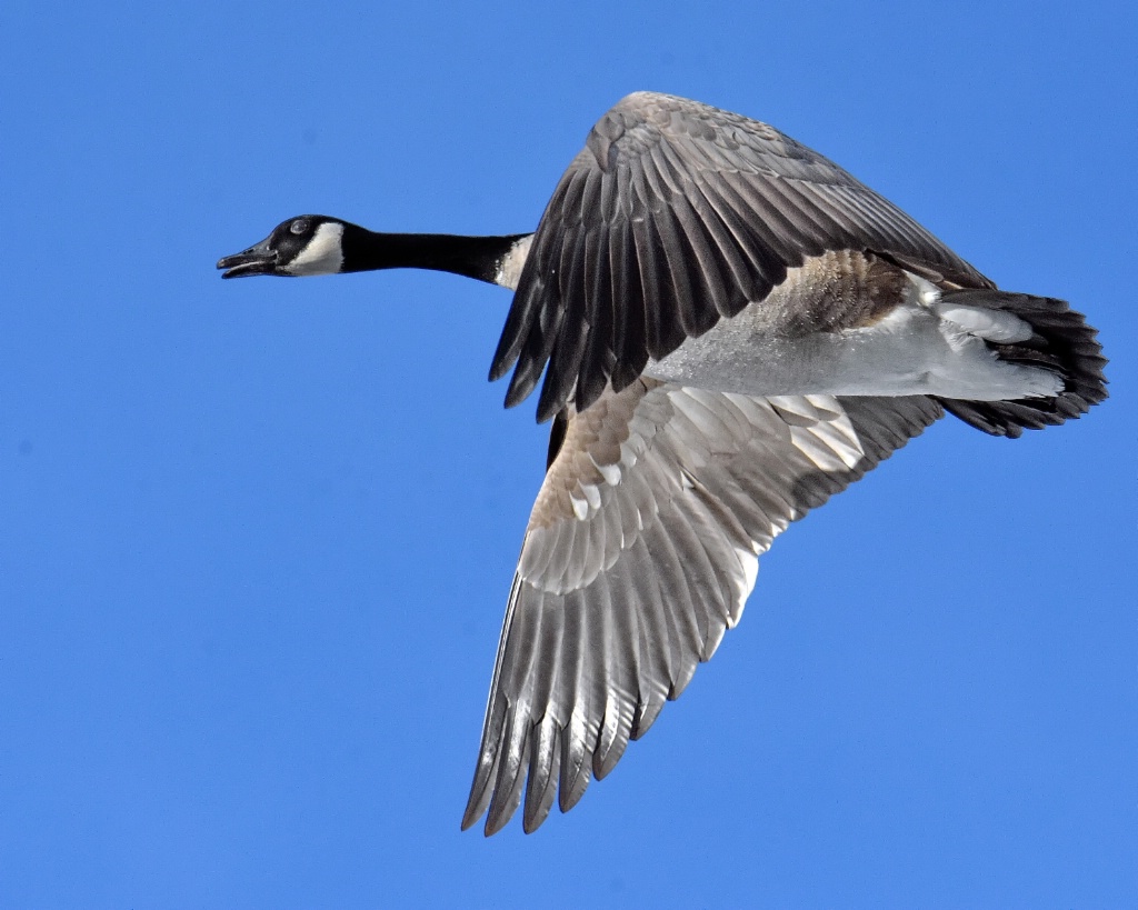 Canada Goose