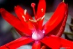 Wild red flower2