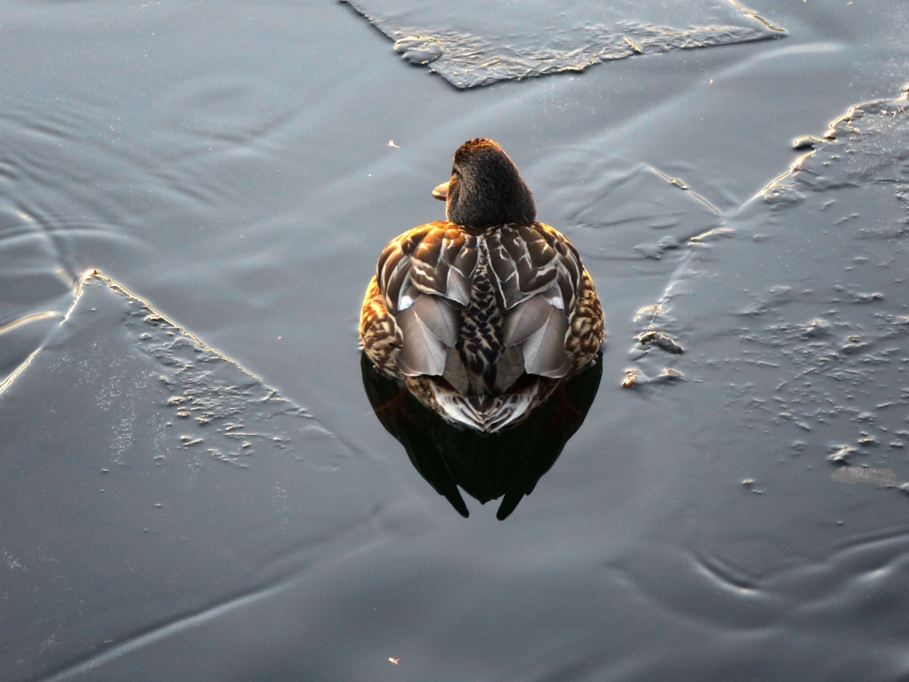 Mallard Hen on Ice