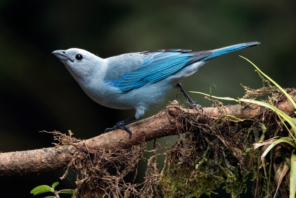 Blue gray Tanager