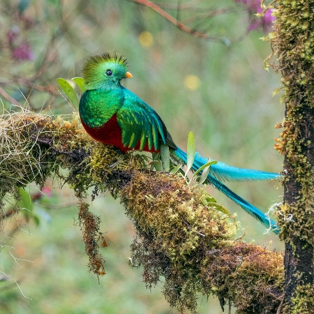 Quetzal