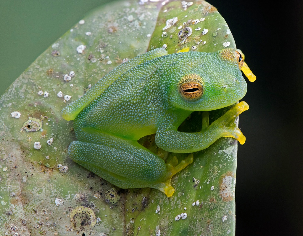 Glass frog