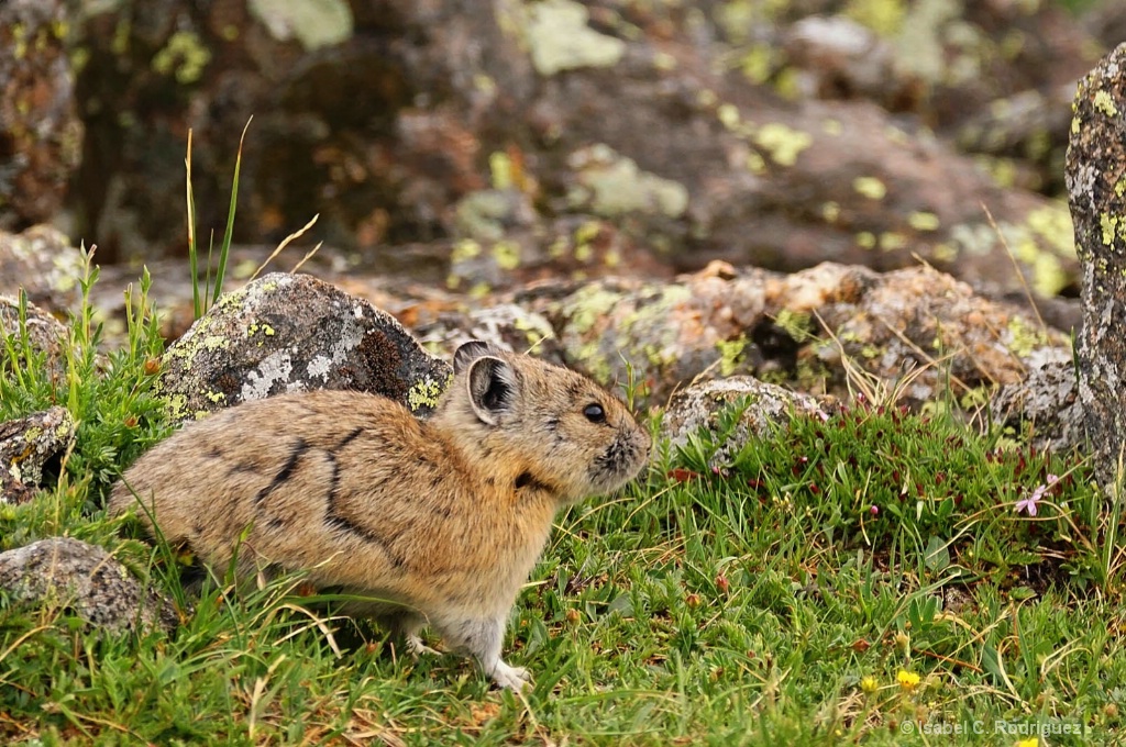 Pika Territory