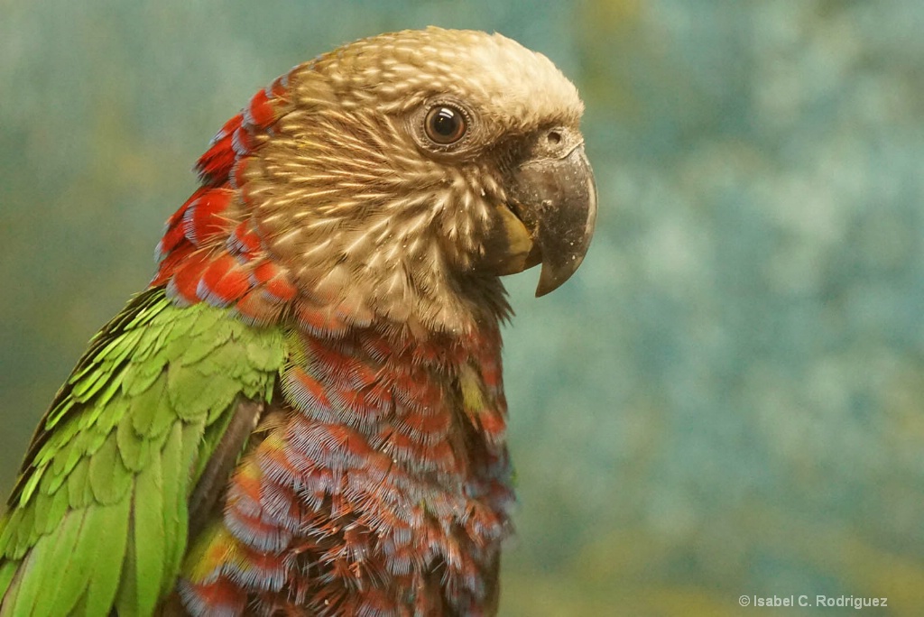 Hawk-headed Parrot Portrait (C)