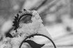 Winters Aray
