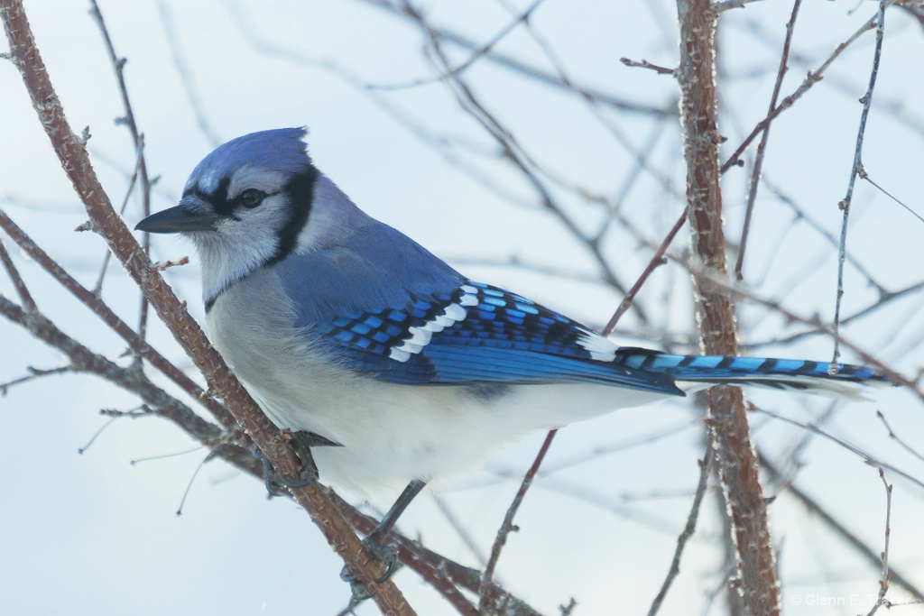 Winter Blue Jay