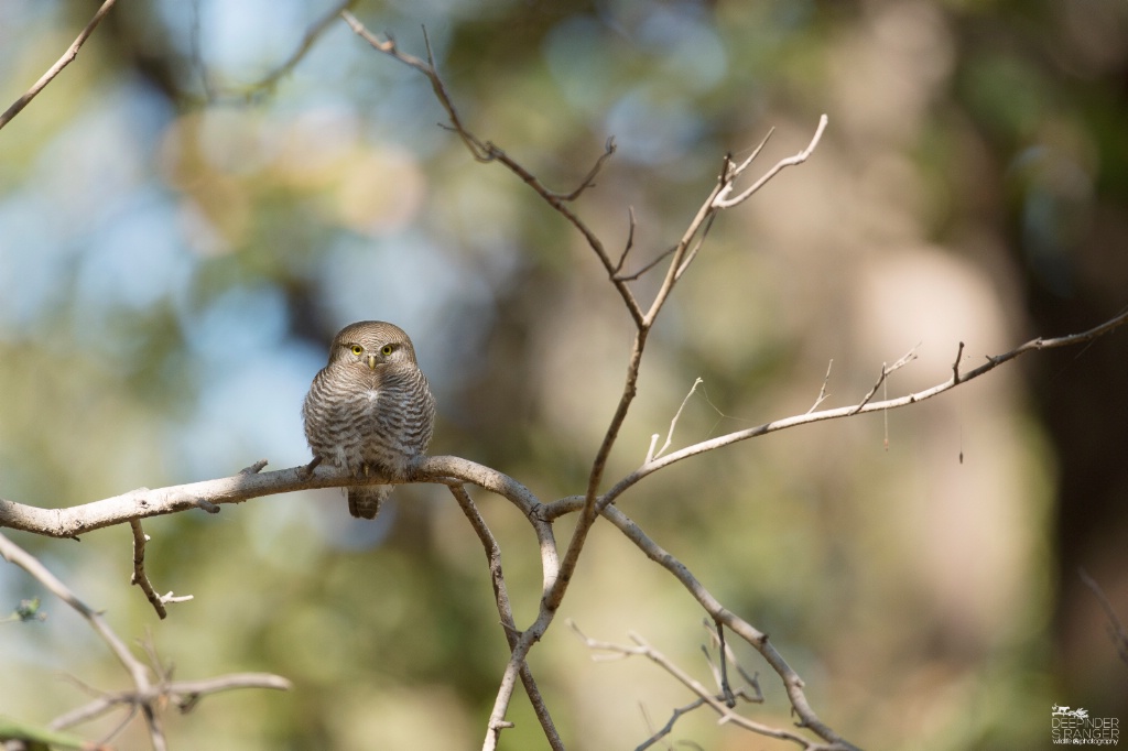 Spotted Owl.