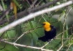 Surinam Birds