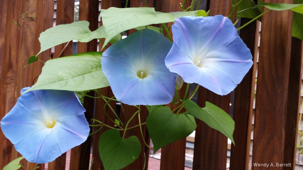 Glories of Morning - ID: 15516329 © Wendy A. Barrett