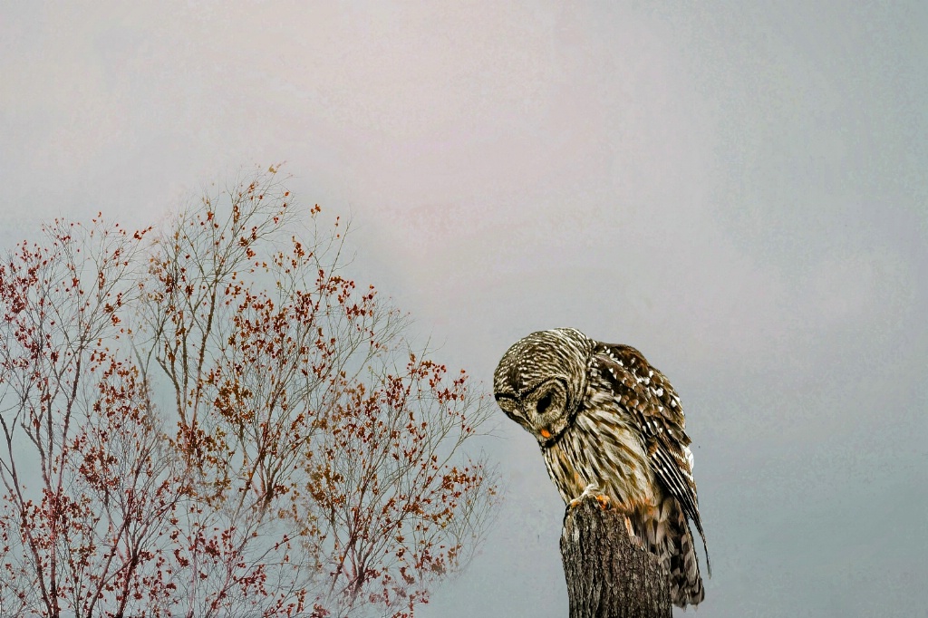 Waiting Owl