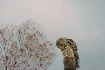 Waiting Owl