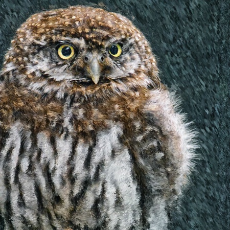 Winter's Owl