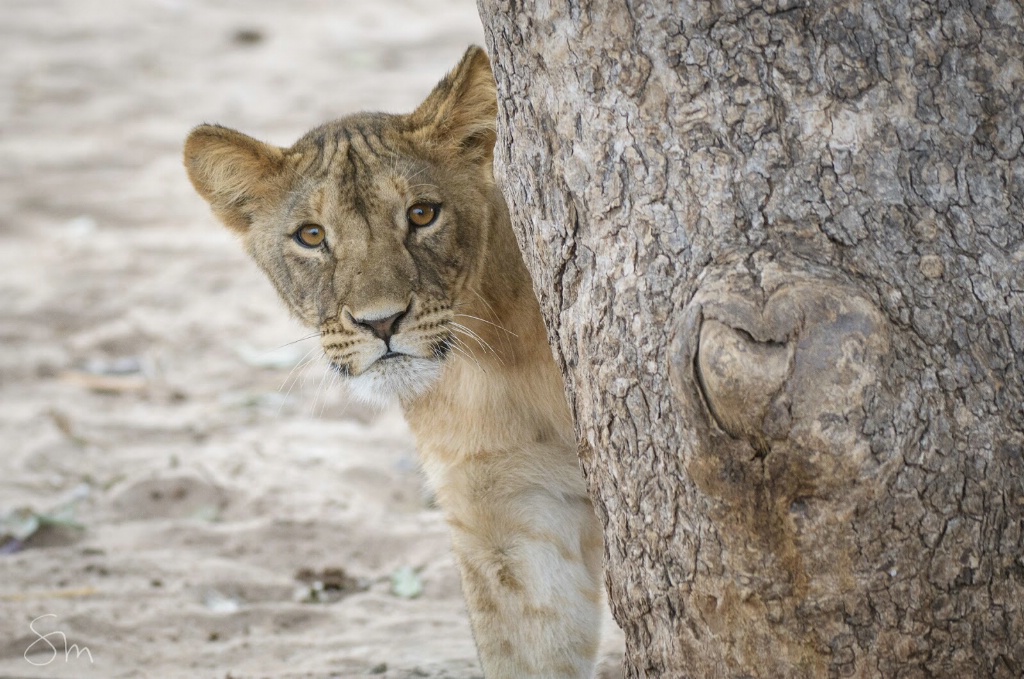 Lioness - ID: 15516446 © Sibylle G. Mattern