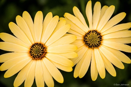 Two African Daisies 1-27-18 257