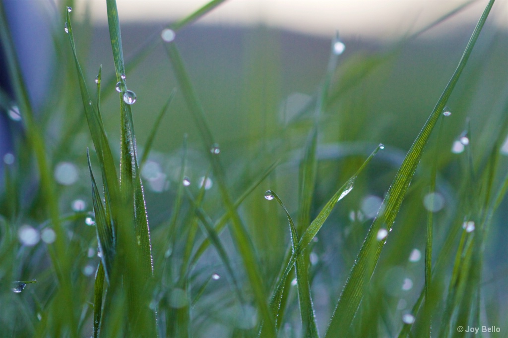 Dew-tipped Grass