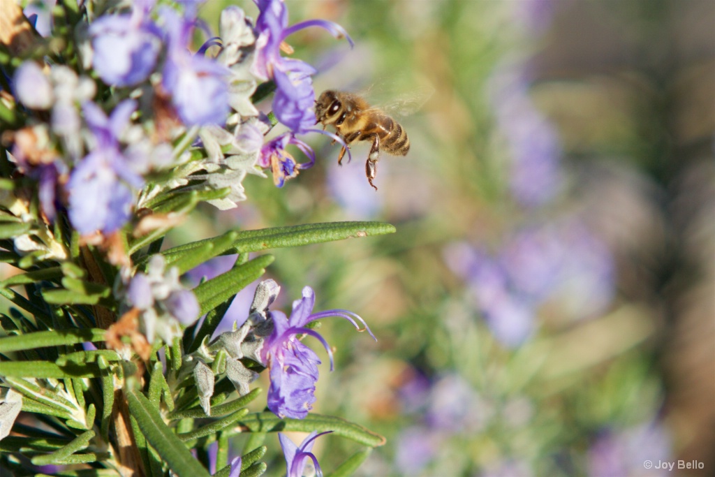 Beneficial Honeybee