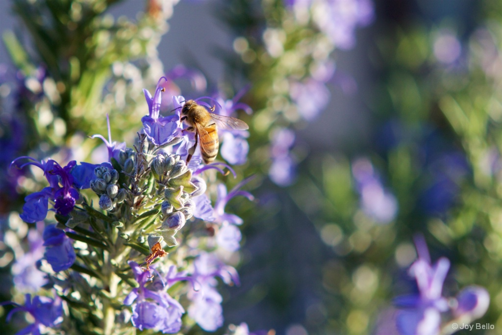 Honeybee on Rosemary
