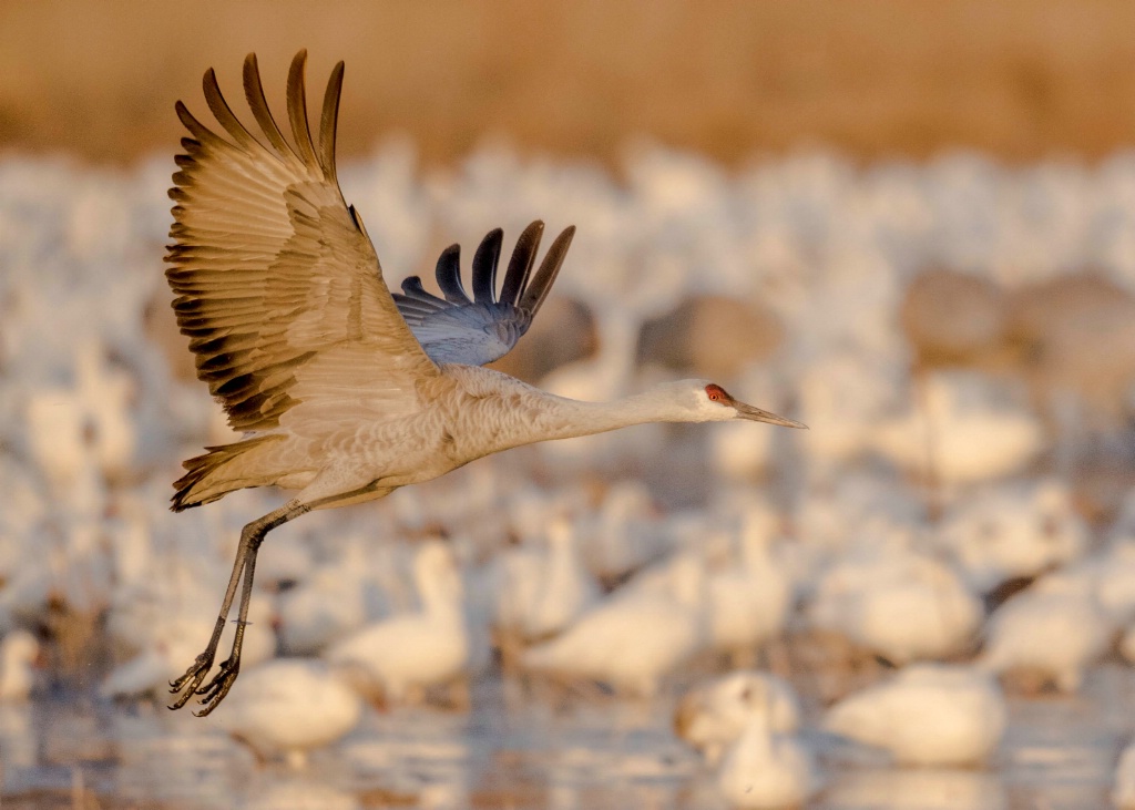 Sand Hill Crane Hangin with the Snow Geese