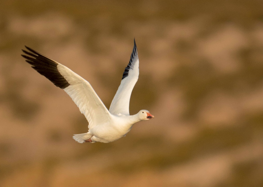 Snow Goose Fly By