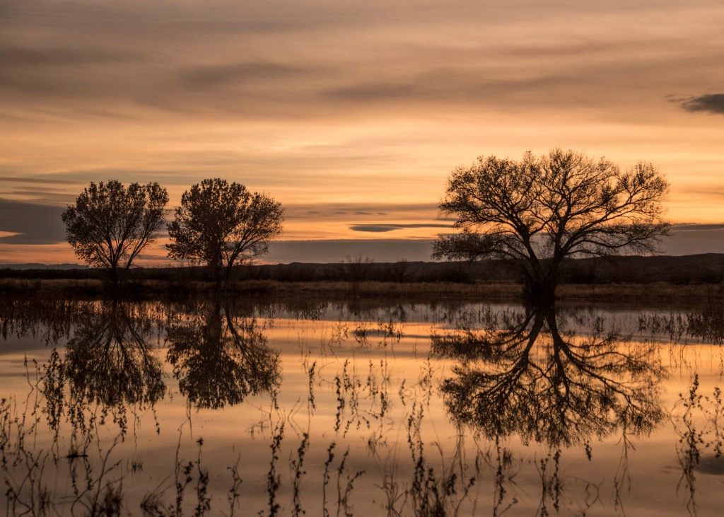 Sunset at Bosque del Apache